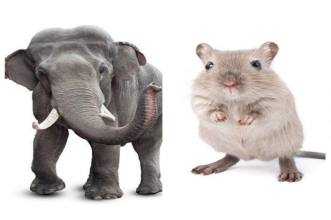 Is the elephant afraid of mice and bees?