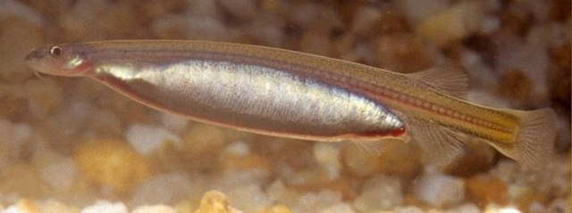 The Tiny Fish Parasite Believed To In Inhabit Men’s Urethras